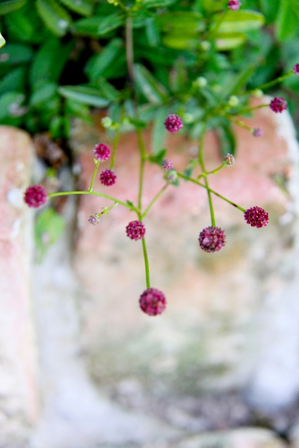 流星カフェ画像１